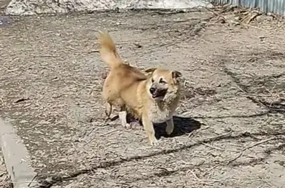 Найдена собака, Саратов, фото: Найден собака, Астраханская улица, 1, Саратов - рыжая маленькая коротколапая