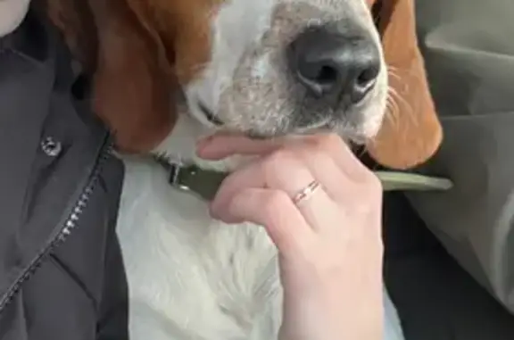 Пропала собака, улица Зинукова, 34А, Бессоновка - мальчик по кличке Бим - photo