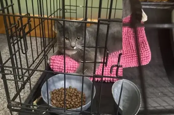 Найдена кошка, Екатеринбург, фото: Найден кот, Белореченская улица, 5А, Екатеринбург - серый с белыми лапками и грудкой