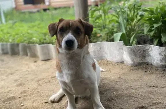 Пропал собака, Сиреневая улица, 13, Воронеж - Джек Рассел с клеймом на животе - photo