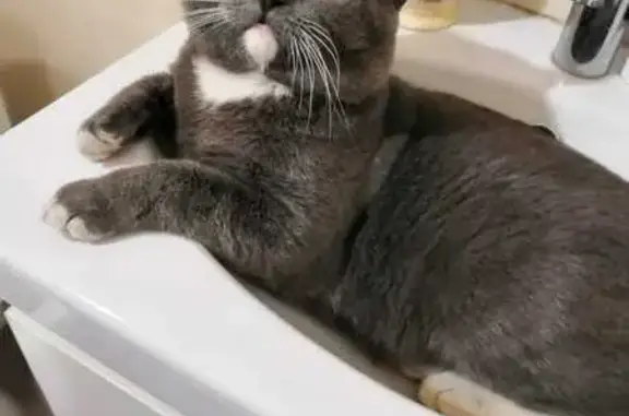 Пропал кот, 4-я Чередовая улица, 12, Омск - серый с белым и раненым ушком - photo