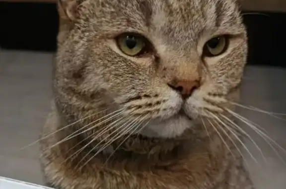 Пропала кошка, мужской пол, Горный переулок, Димитровград - крупненький, зелёный ошейник - photo