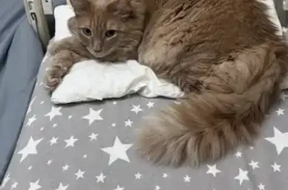 Пропал кот, Севастопольский проспект, 47, Москва - рыжий с адресником - photo