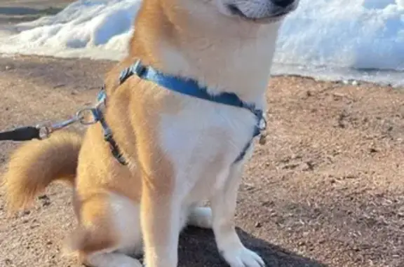 Собаки потеряшки, Зеленогорск, фото: Потеряшка собака, 55, Зеленогорск