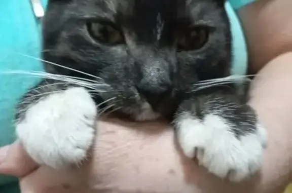 Найденные животные Самара, фото: Найдена кошка, Енисейская улица, 43, Самара - молоденький котик, ласковый и домашний