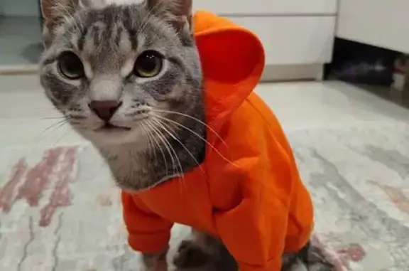 Пропал кот, улица Кочетова, 94, Кызыл - в оранжевой одежде - photo