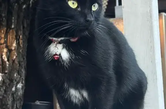 Пропала кошка, Судостроительная улица, 14/16, Москва - photo