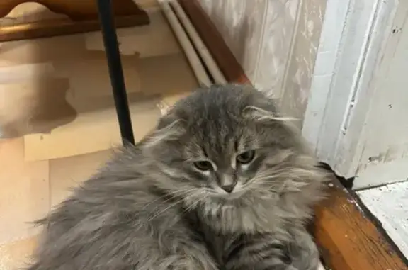 Пропал кот, Приютово, Башкортостан - серый, пушистый с вислоухими ушами - photo