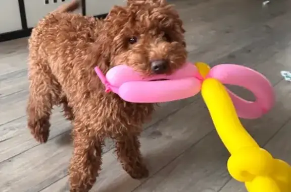 Пропал собака, Большая Комсомольская улица, 26, Красногорск - коричневый, 6 месяцев - photo