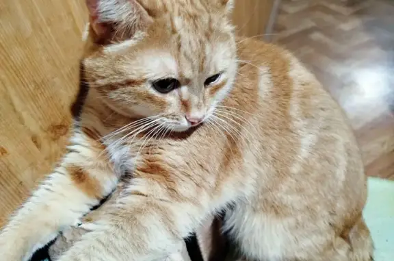 Пропал кот, Интернациональная улица, 2, Устюжна - рыжий с полосками - photo