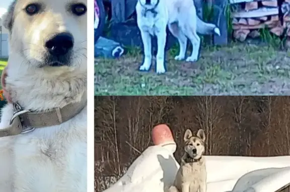 Потерянные животные Харовск, фото: Пропала собака, Солнечный переулок, 21, Харовск