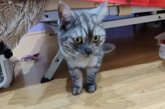 Пропал кот, Тверская улица, 55А, Ижевск - серый в полоску, пугливый - photo