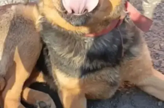 Пропала собака, Лигачёво, Московская область - красный ошейник - photo