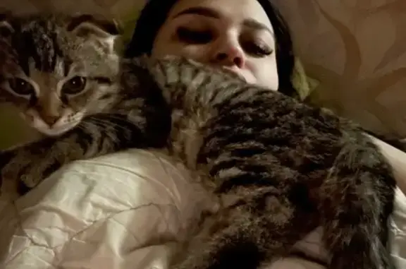 Пропала кошка, улица Сергея Лазо, 12/2, Томск - photo