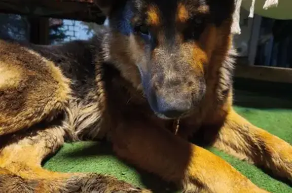 Найдена собака, Надежда, фото: Найден собака, Ставропольская улица, 5В, Надежда - молодой кобель овчарки