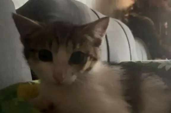 Пропала кошка, Боровая улица, Кострома - бело-серая, зелёные глаза - photo