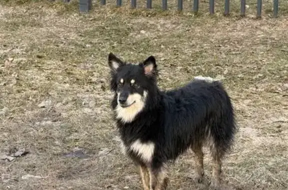 Пропала собака, женский пол, Святоозёрская улица, 14, Москва - окрас черный с бежевой грудкой - photo