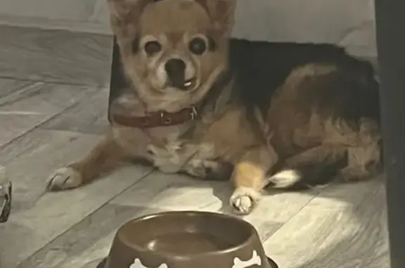 Найдена собака, ище, фото: Найден собака женская, проспект Ленина, 3, Городище - старенькая с торчащим клыком