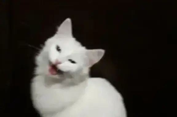 Найдена кошка, Судогда, фото: Найдена кошка, улица Ошмарина, Судогда - откликается на кличку 