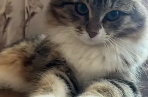 Пропала кошка, 30А, Скоропусковский - очень красивая - photo