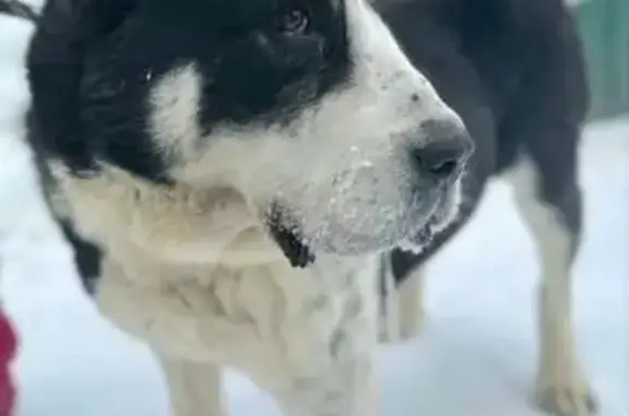 Пропал алабай, Светлановская улица, 50, Новосибирск - черно-белый, неагрессивный - photo
