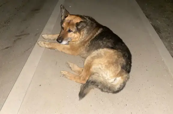 Найдена собака, Вязьма, фото: Найден собака, улица Полины Осипенко, Вязьма - немецкая овчарка