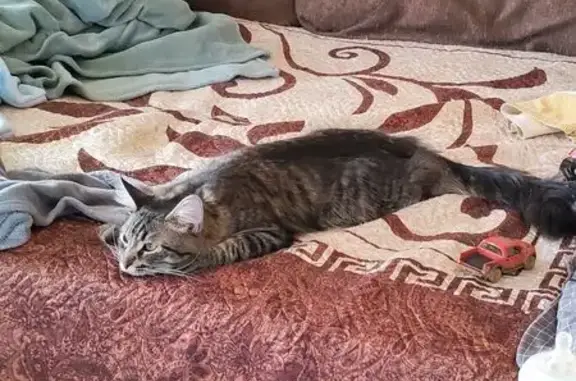 Пропал кот, 2-я линия, 12, Маркс - полосатый и очень ласковый - photo