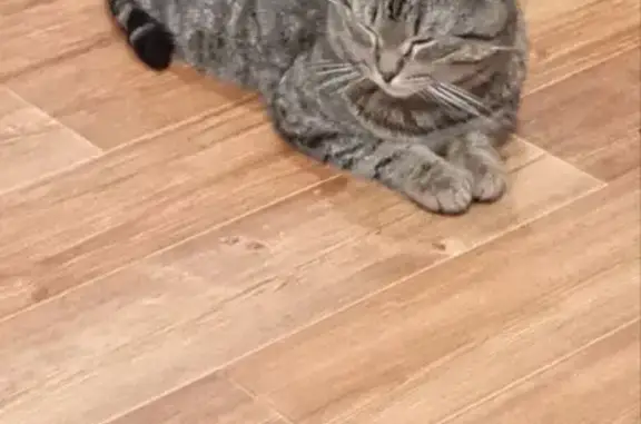 Пропал кот, улица Красина, 17, Тверь - полосатый, черно-бежевый - photo