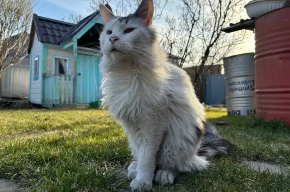 Пропал кот, Восточная улица, 79, Тюмень - белый с черными пятнами - photo