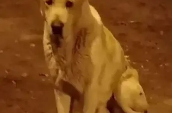 Пропал собака, мужской, Зеленоградский переулок, Волгоград - алабай Арчи с рыжими пятнами - photo