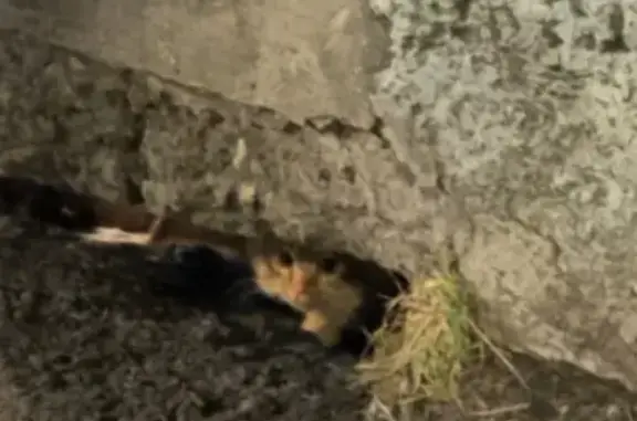 Найдена кошка, Мурманск, фото: Найдена кошка, улица Карла Либкнехта, 40, Мурманск - рыженький окрас, пугливая