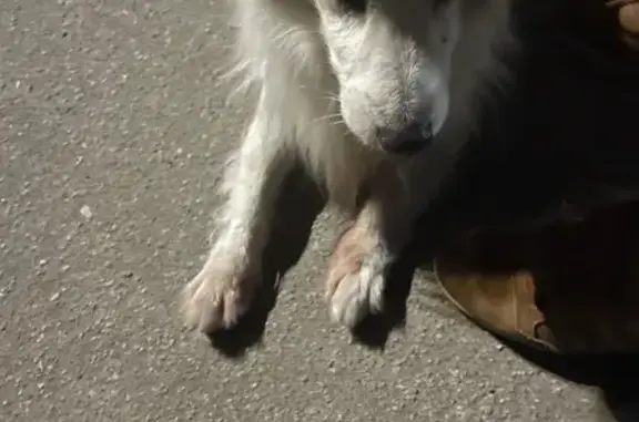 Найдена собака, Калининград, фото: Найден собака, Машиностроительная улица, 60, Калининград - белый кобель с бежевыми пятнами