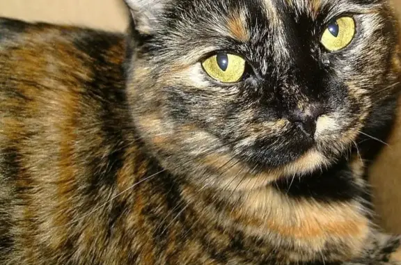 Найдена кошка, Кемерово, фото: Найдена кошка, Типовая улица, 15, Кемерово