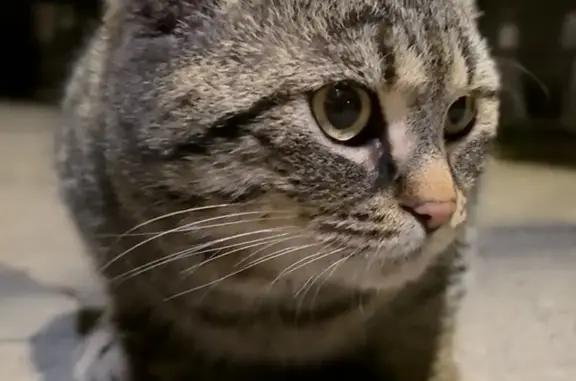 Найдена кошка, Ростов-на-Дону, фото: Найдена кошка, Благодатная улица, 168 к3, Ростов-на-Дону - упитанный кот