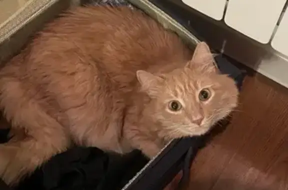 Пропал кот, Севастопольский проспект, 47, Москва - рыжий с адресником - photo