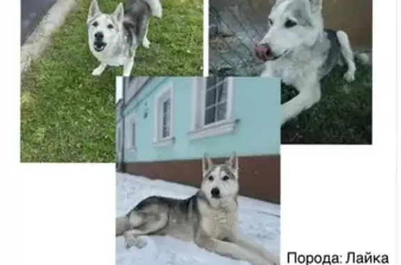 Пропал собака, Хомяково, Тульская область - хвост крючком, без ошейника - photo