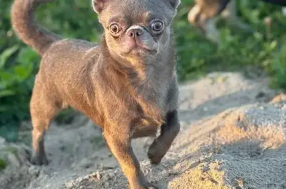 Пропал собака, проспект Большевиков, 63 к2, Санкт-Петербург - без шлейки и ошейника - photo