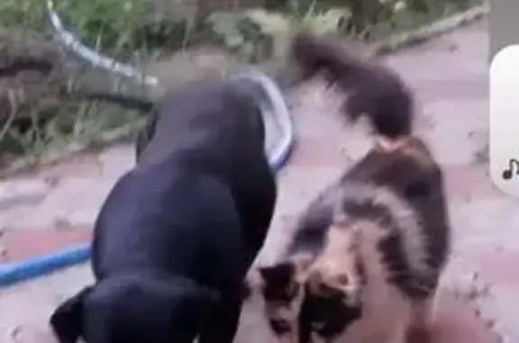 Пропала кошка, Изобильный, Ставропольский край - коричневая, белая, жёлтая - photo