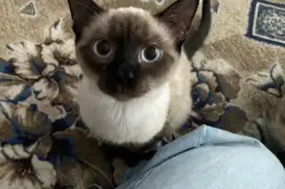 Пропал кот, Школьная улица, 7, Лобва - сиамский с голубыми глазами - photo