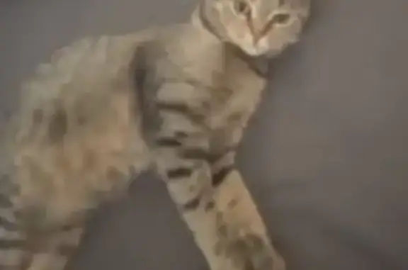 Пропал кот, переулок Чкалова, 34, Ставрополь - очень ласковый, около 5 кг - photo