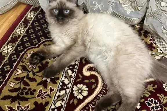 Пропал кот, проспект Насрутдинова, 65Г, Махачкала - photo