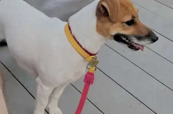 Пропала собака, Бутырская улица, 86А с2, Москва - девочка породы Джек Рассел - photo