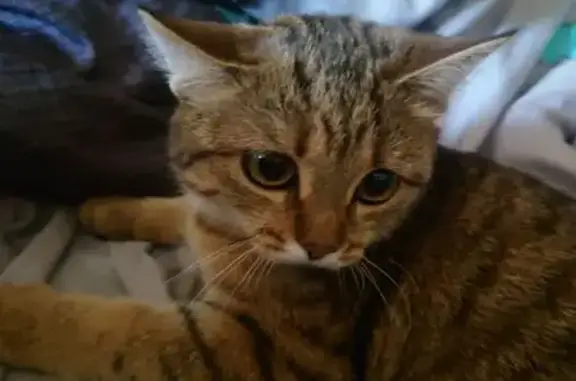 Кошки потеряшки, Катайск, фото: Потеряшка кошка, улица Королёва, 1, Катайск - трёхцветная Рыся