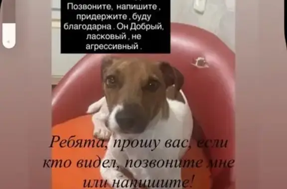 Пропала собака, 33-я линия, 51А, Ростов-на-Дону - Джек Рассел, отзывается на Барри - photo