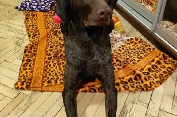 Найдена собака, Москва, фото: Найден собака, мужской, Хабаровская улица, 19 к1, Москва - похож на курцхаара