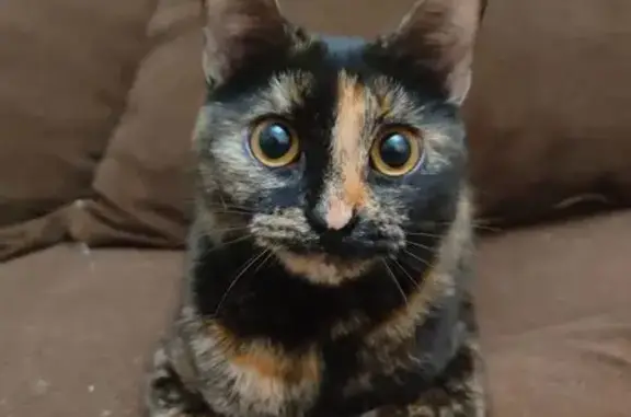 Пропала кошка, бульвар Клары Лучко, Краснодар - рыже-черная - photo