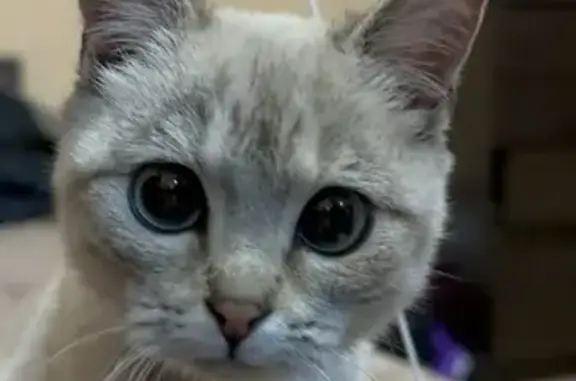 Пропала кошка, улица Тухачевского, 19/2, Ставрополь - photo