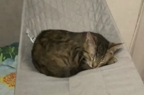 Пропал кот, Берёзовая улица, 10, Видное - выбежал из переноски - photo