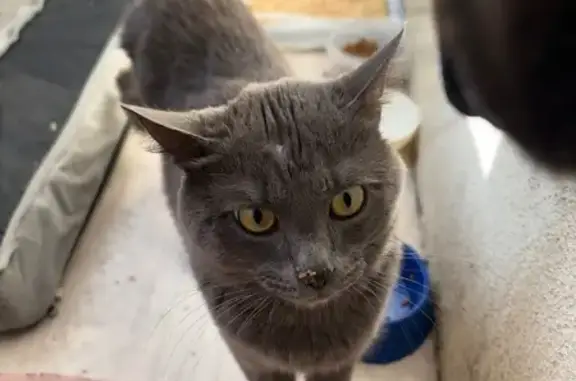 Найдена кошка, Нижний Новгород, фото: Найдена кошка, проспект Ленина, 30Б, Нижний Новгород