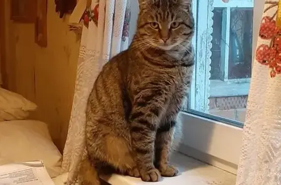 Пропал кот, Заречная улица, Кондрово - полосатый, фиолетовый ошейник - photo